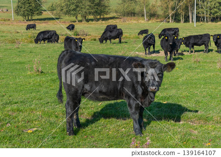 A herd of black cattle on green outdoor pasture A herd of black cattle on green outdoor pasture 139164107