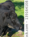 Potrait of black cow on pasture 139164108