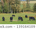 A herd of black cattle on green outdoor pasture 139164109
