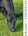 Potrait of black cow on pasture 139164110