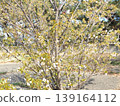 Cherry blossoms along the Hanamigawa River 139164112