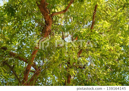 Copper Cherry Tree Crown with Green Leaves Copper Cherry Tree Crown with Green Leaves 139164145