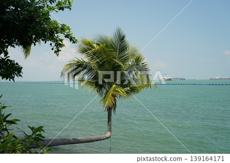 Coconut Palm Tree over Turquoise Ocean Water View Coconut Palm Tree over Turquoise Ocean Water View 139164171