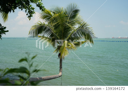 Tropical Palm Tree Overlooking Calm Ocean Waters 139164172