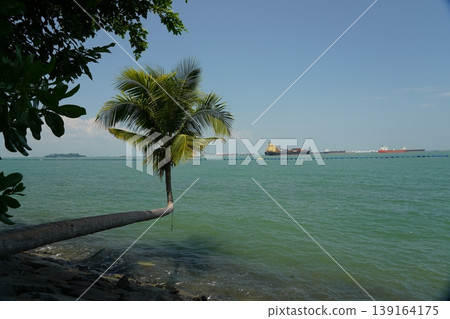 Tropical Beach with Coconut Palm Trees and Ocean View Tropical Beach with Coconut Palm Trees and Ocean View 139164175