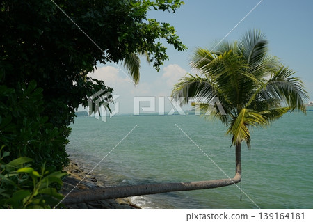Tropical Beach with Palm Tree and Ocean View Tropical Beach with Palm Tree and Ocean View 139164181