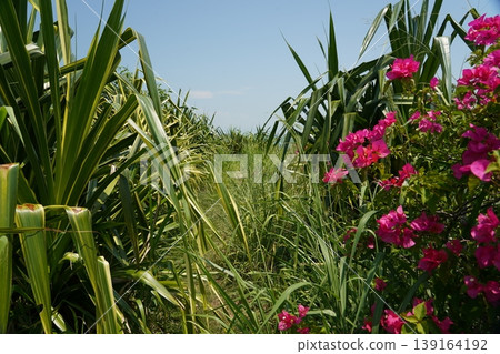 Lush Green Path with Bougainvillea Spectabilis Blooms 139164192