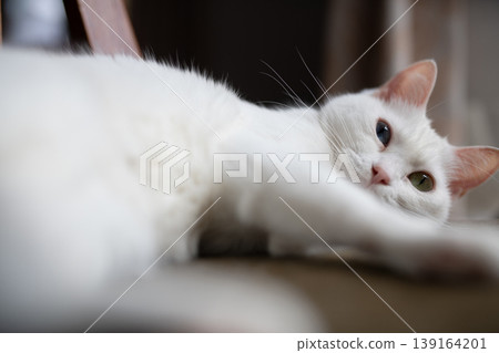 一隻有著奇特顏色眼睛的白貓懶洋洋地趴在椅子上，沐浴在柔和的燈光中。 139164201