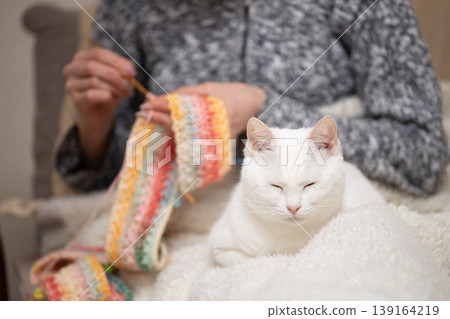 An odd-eyed white cat relaxes beside its owner who is knitting. An odd-eyed white cat relaxes beside its owner who is knitting. 139164219