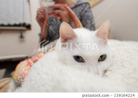 一隻異瞳白貓懶洋洋地躺在正在織毛衣的主人身邊。 一隻異瞳白貓懶洋洋地躺在正在織毛衣的主人身邊。 139164224