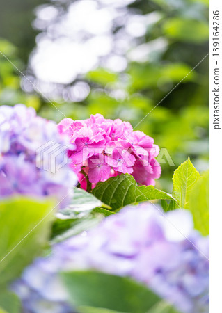 Pink hydrangeas in full bloom, with foreground and bokeh effects, a June scene. Pink hydrangeas in full bloom, with foreground and bokeh effects, a June scene. 139164286