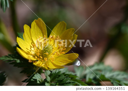Adonis flowers that bloom in early spring Adonis flowers that bloom in early spring 139164351