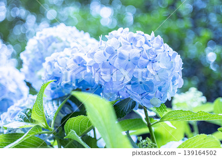 Sparkling bokeh and blue hydrangeas: The arrival of early summer Sparkling bokeh and blue hydrangeas: The arrival of early summer 139164502