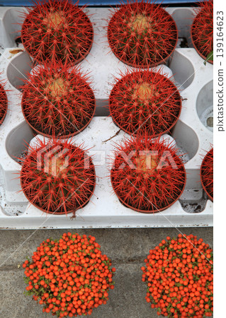Painted Red Barrel Cacti Painted Red Barrel Cacti 139164623