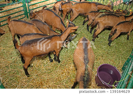 Brown Goats Farming 139164629
