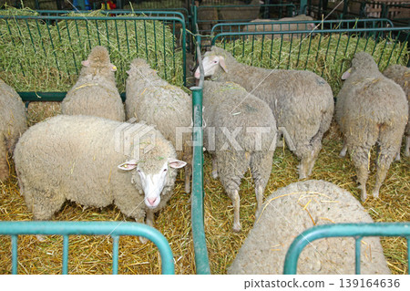 Holding Pen Sheep Farm Holding Pen Sheep Farm 139164636
