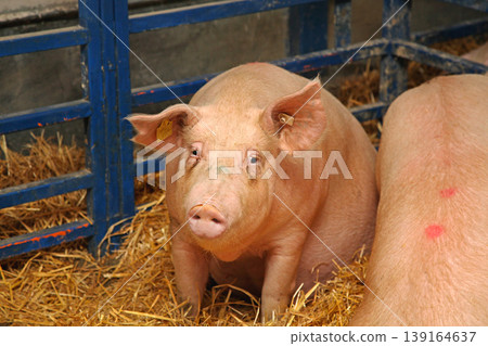 Large Pig Farm 139164637