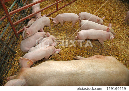 Piglets in Enclosure Piglets in Enclosure 139164639