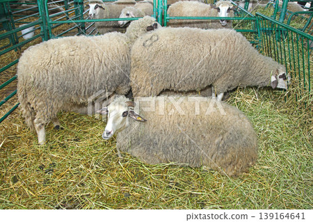 Sheep Enclosure Farm Sheep Enclosure Farm 139164641