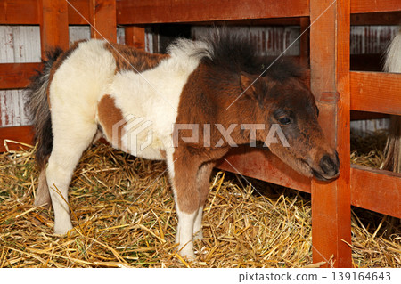 Tiny Newborn Pony Horse Tiny Newborn Pony Horse 139164643
