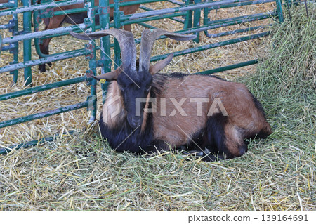 Alpine Goat Buck 139164691