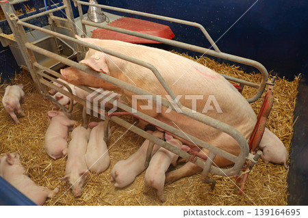 Farrowing Crate Pig Farm Farrowing Crate Pig Farm 139164695