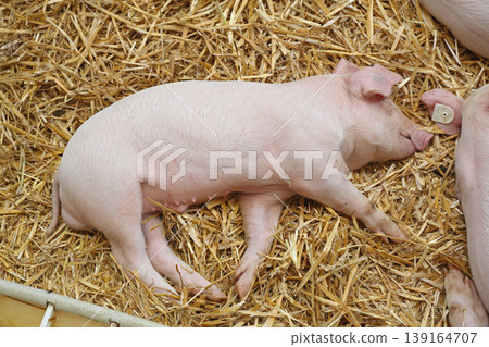Sleepy Piglet Laying Down Sleepy Piglet Laying Down 139164707