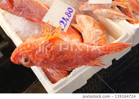 Red Scorpion Fish Red Scorpion Fish 139164724