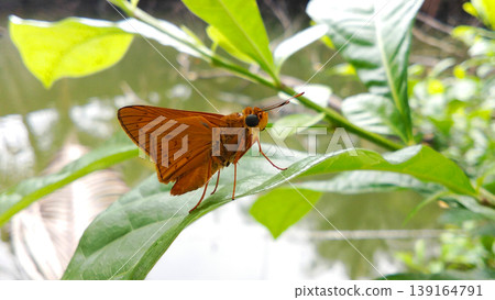 A bright orange butterfly perched on a bright green leaf in the garden pond. A bright orange butterfly perched on a bright green leaf in the garden pond. 139164791