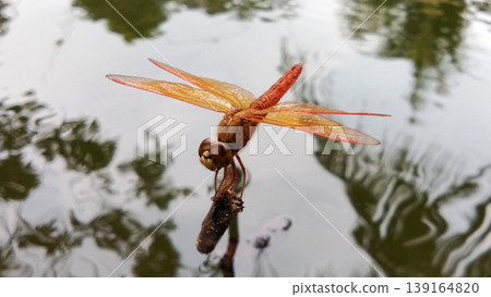Orange Dragonfly Perched on the Surface of Pond Water with Reflection 139164820