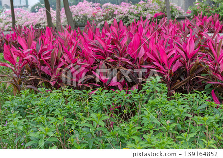 Hawaiian Ti Plant Garden Hawaiian Ti Plant Garden 139164852