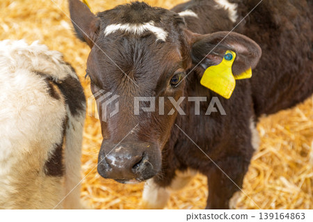 Black Cow Calf Black Cow Calf 139164863