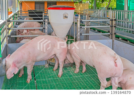 Modern Pig Farm Feeding Modern Pig Farm Feeding 139164870