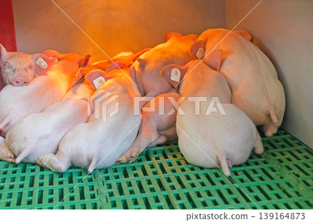 Piglets Under Heater Piglets Under Heater 139164873