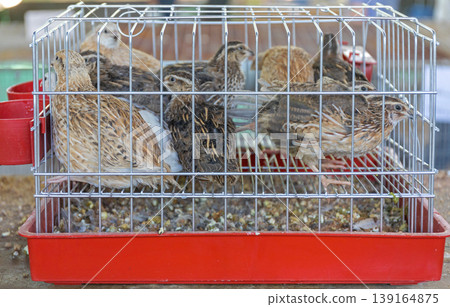 Quails Birds Cage 139164875
