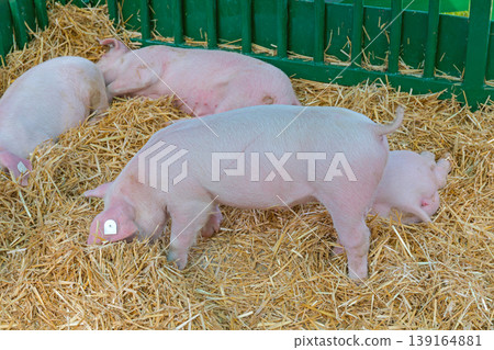 Young Pigs Resting Straw Young Pigs Resting Straw 139164881