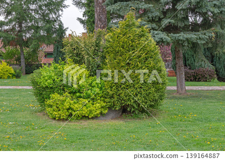 Evergreen Shrubs Thuja Garden Evergreen Shrubs Thuja Garden 139164887