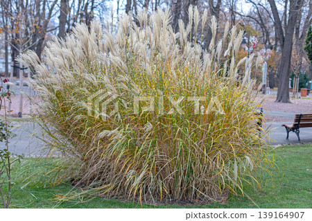 Chinese Silver Grass Park Chinese Silver Grass Park 139164907