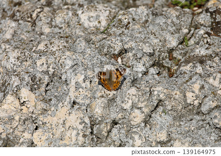 Painted Lady Butterfly Painted Lady Butterfly 139164975
