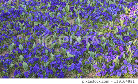 Violet Pansy Flovers Violet Pansy Flovers 139164981