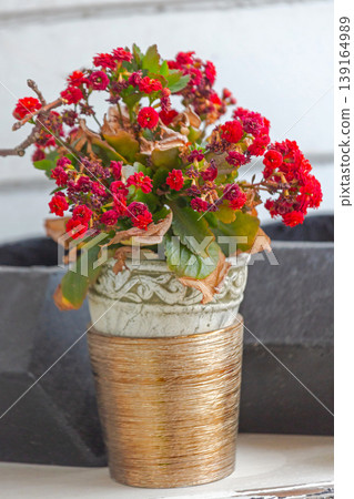 Flowering Kalanchloe Plant Flowering Kalanchloe Plant 139164989