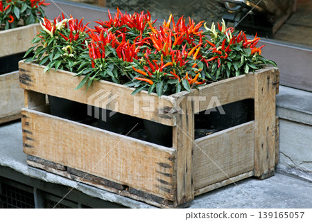 Ornamental Pepper Plant Crate Ornamental Pepper Plant Crate 139165057