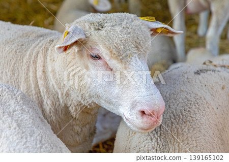 Sheep French Breed Sheep French Breed 139165102