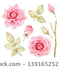 Roses, leaves and buds hand-drawn watercolor . A set of isolated illustrations on a white background, suitable for wedding and greeting cards. Colorful botanical painting. Pink rose watercolor hand-dr 139165252