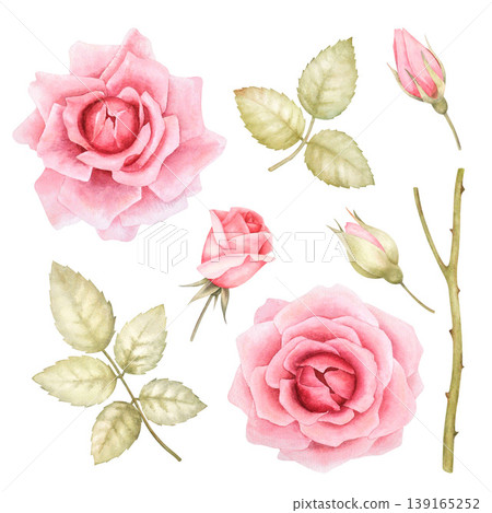 Roses, leaves and buds hand-drawn watercolor . A set of isolated illustrations on a white background, suitable for wedding and greeting cards. Colorful botanical painting. Pink rose watercolor hand-dr Roses, leaves and buds hand-drawn watercolor . A set of isolated illustrations on a white background, suitable for wedding and greeting cards. Colorful botanical painting. Pink rose watercolor hand-dr 139165252