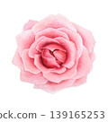 Pink rose watercolor hand-drawn . Single flower close-up. Isolated illustration on a white background. Bright flower for festive holiday designs, greetings, invitation, wedding, for interior decoratio 139165253