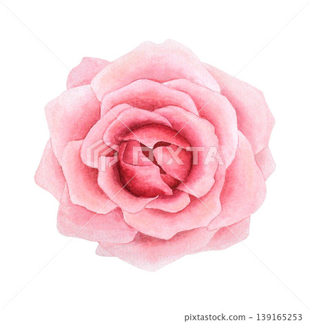Pink rose watercolor hand-drawn . Single flower close-up. Isolated illustration on a white background. Bright flower for festive holiday designs, greetings, invitation, wedding, for interior decoratio Pink rose watercolor hand-drawn . Single flower close-up. Isolated illustration on a white background. Bright flower for festive holiday designs, greetings, invitation, wedding, for interior decoratio 139165253