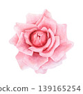 Pink rose watercolor hand-drawn . Single flower close-up. Isolated illustration on a white background. Bright flower for festive holiday designs, greetings, invitation, wedding, for interior decoratio 139165254