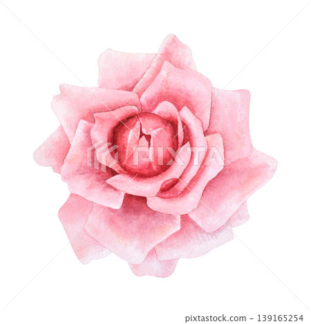 Pink rose watercolor hand-drawn . Single flower close-up. Isolated illustration on a white background. Bright flower for festive holiday designs, greetings, invitation, wedding, for interior decoratio 139165254