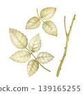 Leaves of rose, stem with thorns. Set watercolor hand draw. Isolated illustration on white background. Wedding floral design, vintage style 139165255